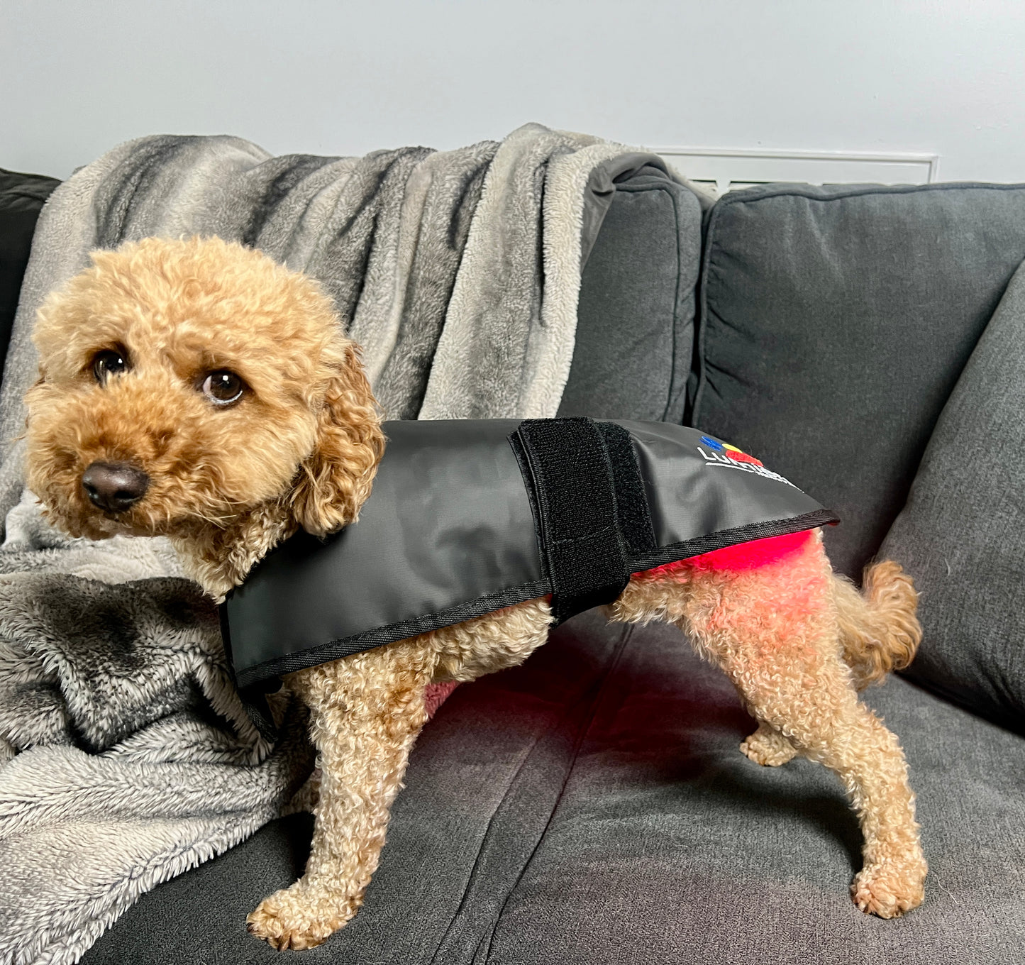 Small dog wearing Pet Red Light Therapy Belt on a couch. Compact design offers effective at-home light therapy for pets.