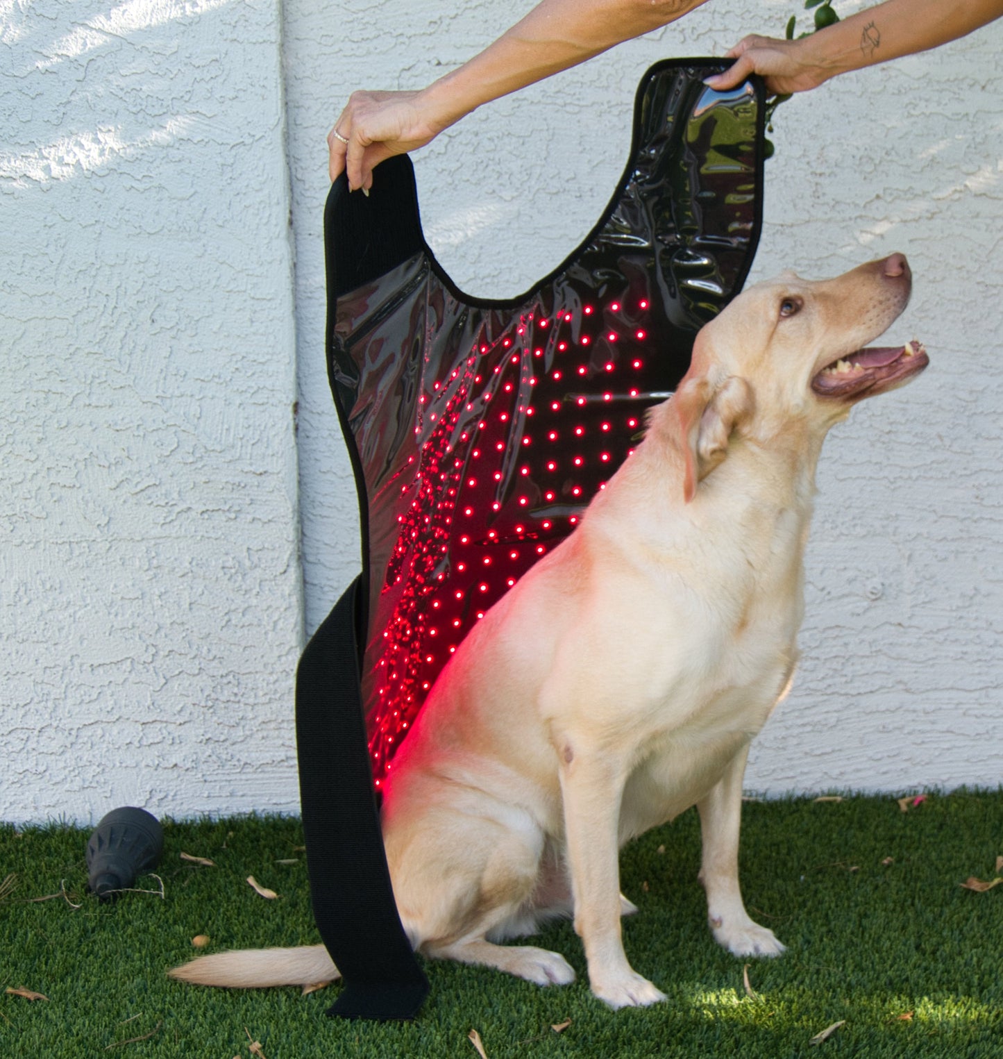 Pet Red Light Therapy Belt in use on a Labrador, emitting red light for full-body therapy. Enhances pet recovery and supports vitality.