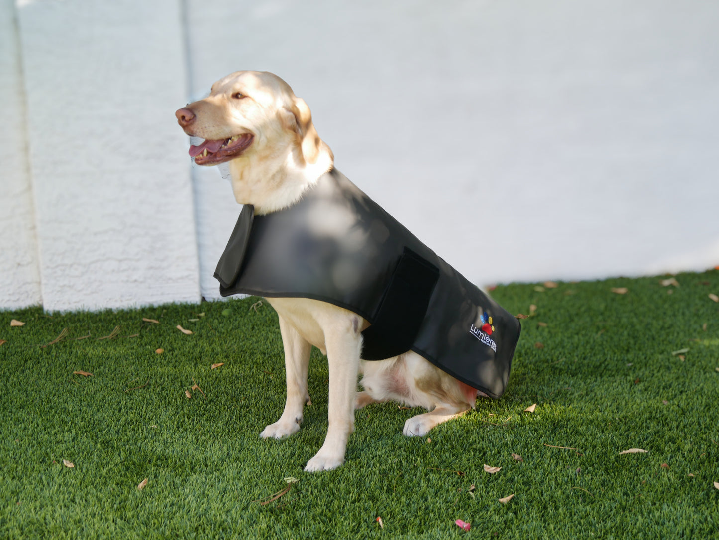 Labrador sitting on grass wearing Pet Red Light Therapy Belt. Enhances pet wellness and recovery with non-invasive red light.