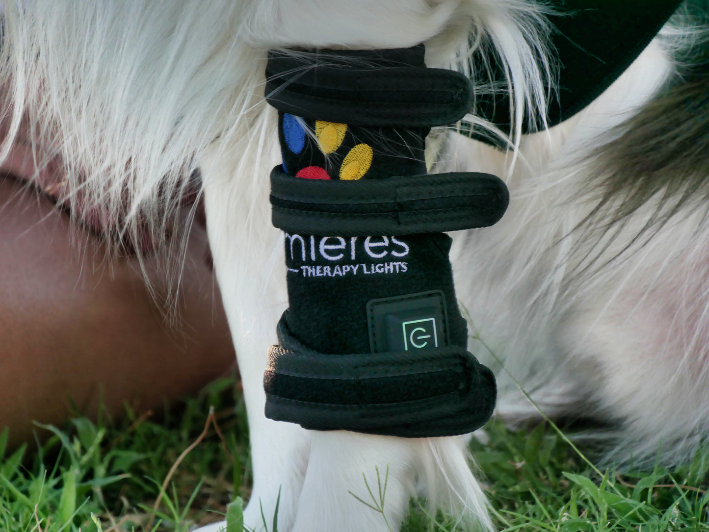 Close-up of Pet Wellness Therapy Belt on dog's leg, featuring secure straps and LED light panel for red light healing and recovery support.