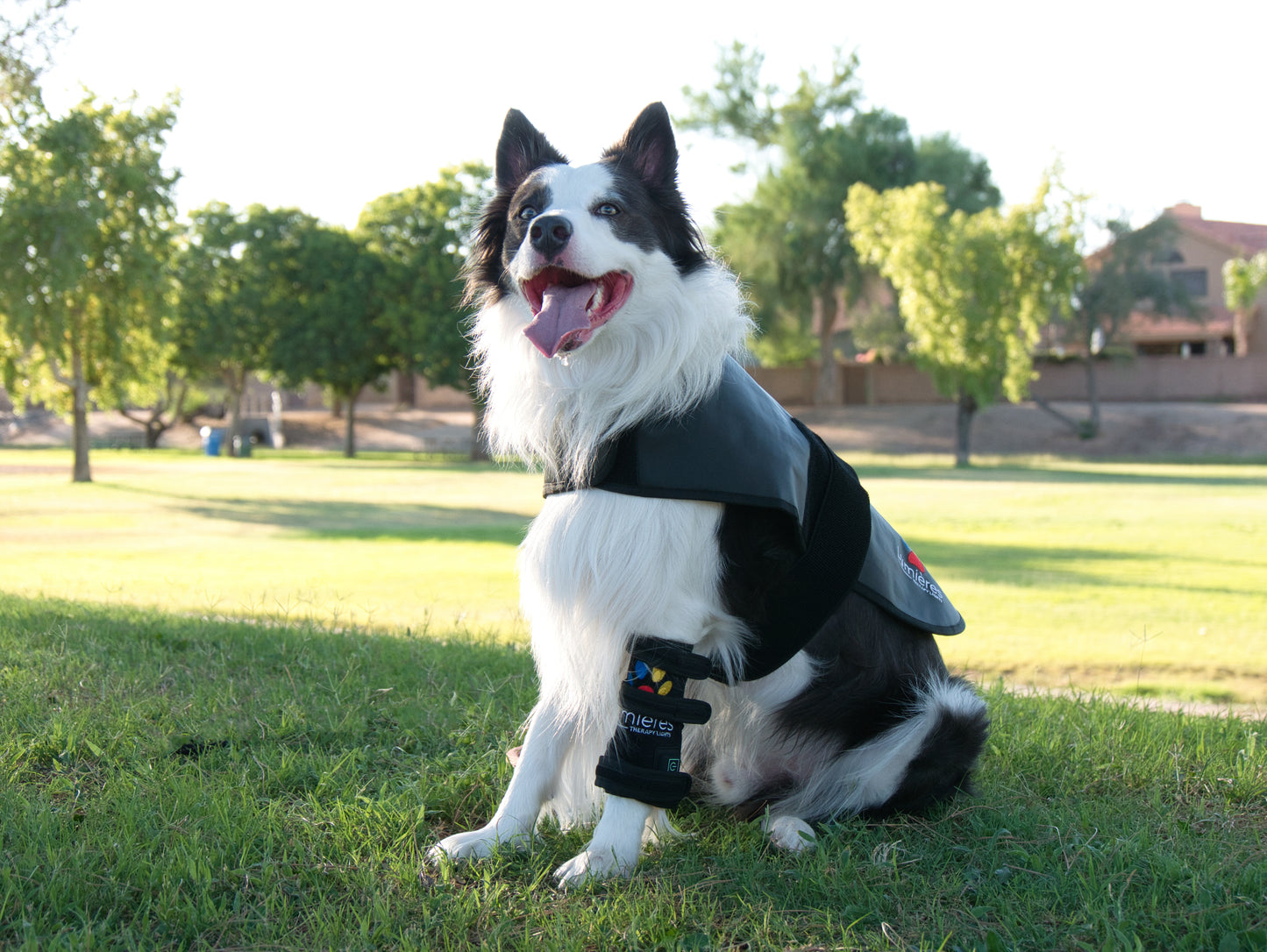 Dog outdoors wearing Pet Wellness Therapy Belt and vest, demonstrating red light therapy use for pet wellness and joint pain relief.