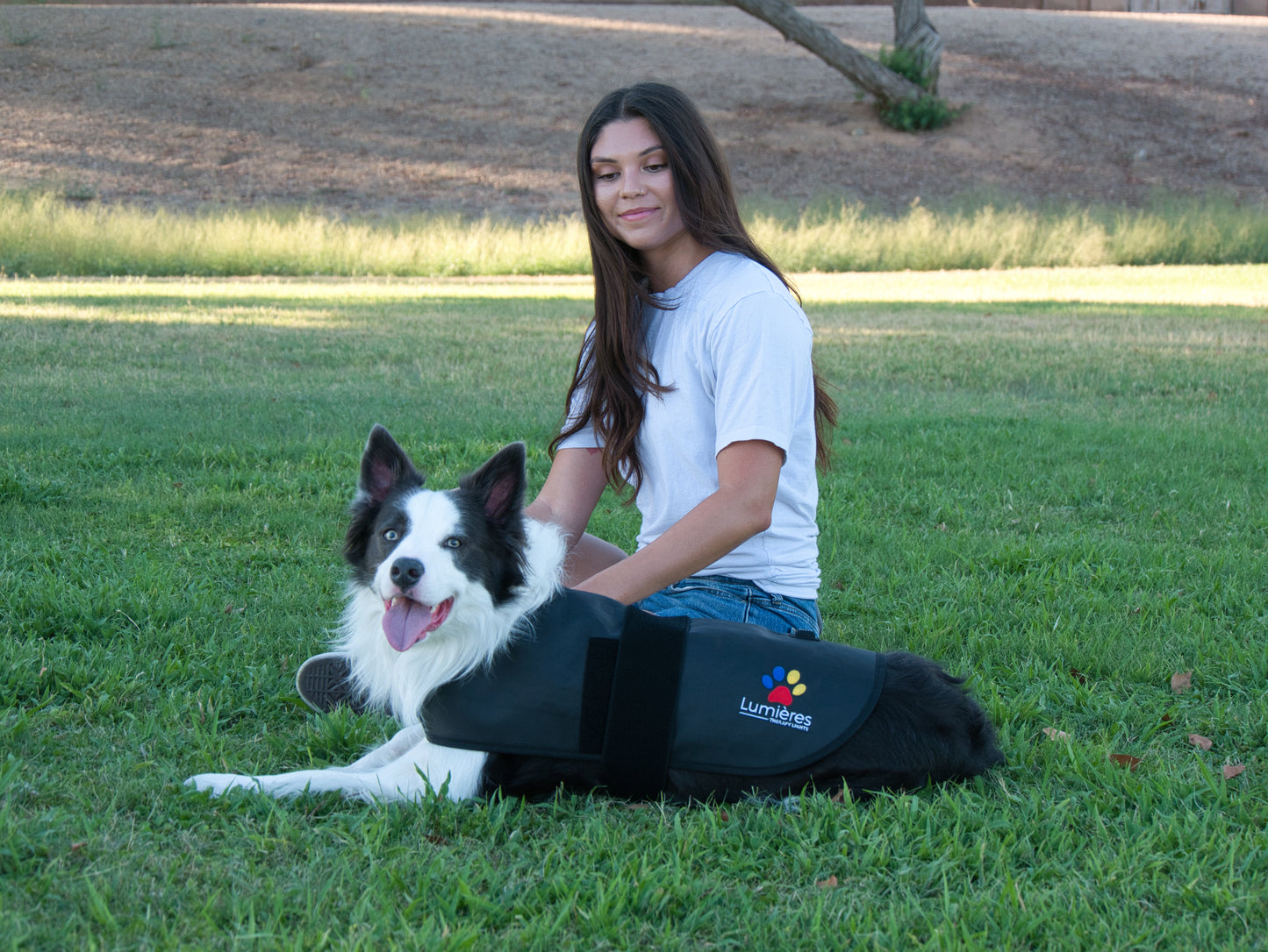 Border Collie wearing Pet Red Light Therapy Belt in a park. Designed for safe, at-home pet wellness and enhanced recovery.