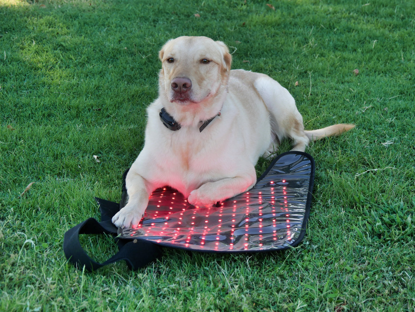 Dog resting paws on Pet Red Light Therapy Belt with active red LEDs. Provides natural pain relief and recovery support outdoors.