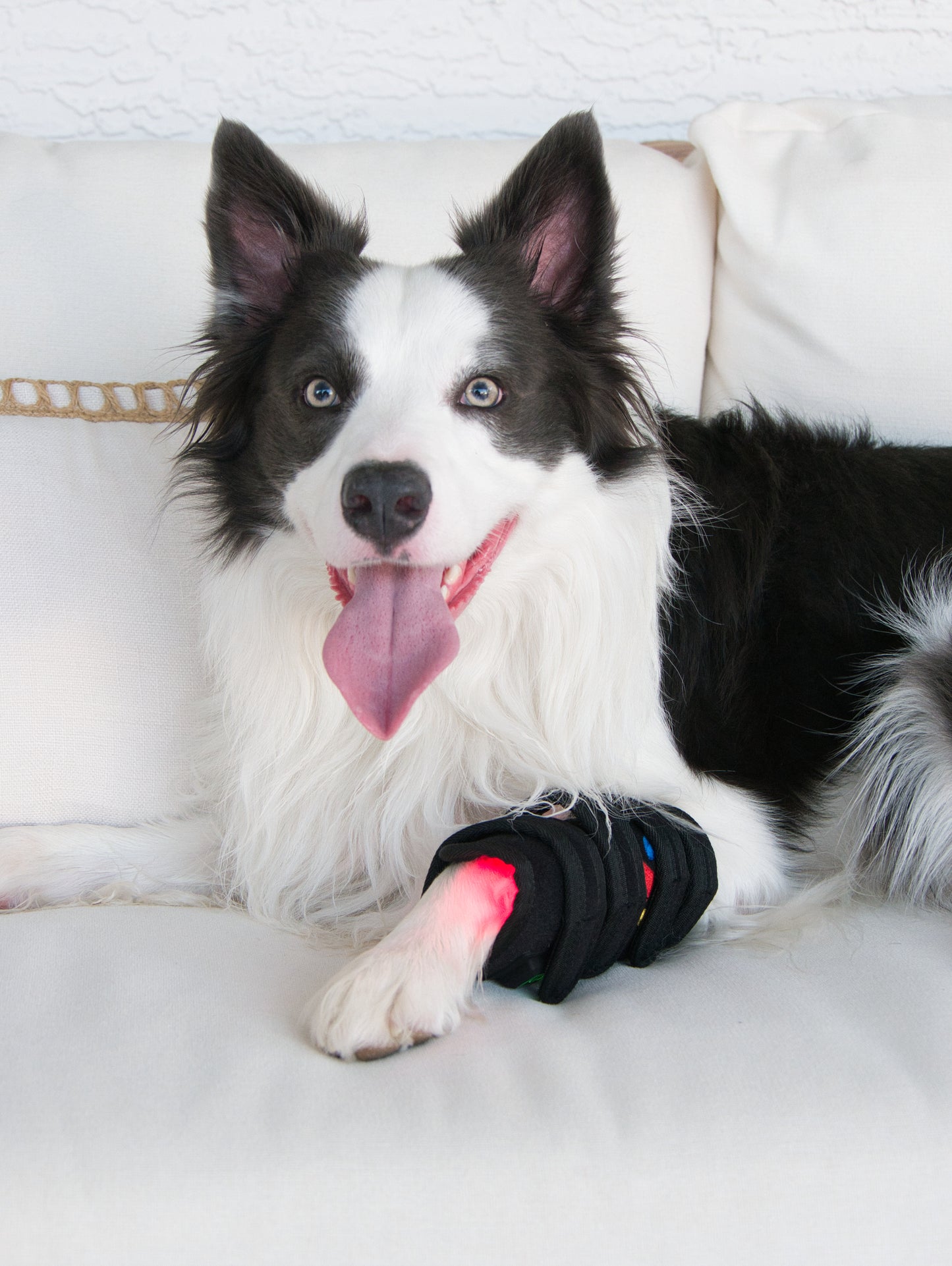 Dog wearing Pet Wellness Therapy Belt on front leg, showcasing red light therapy for pain relief and improved mobility on a white couch.