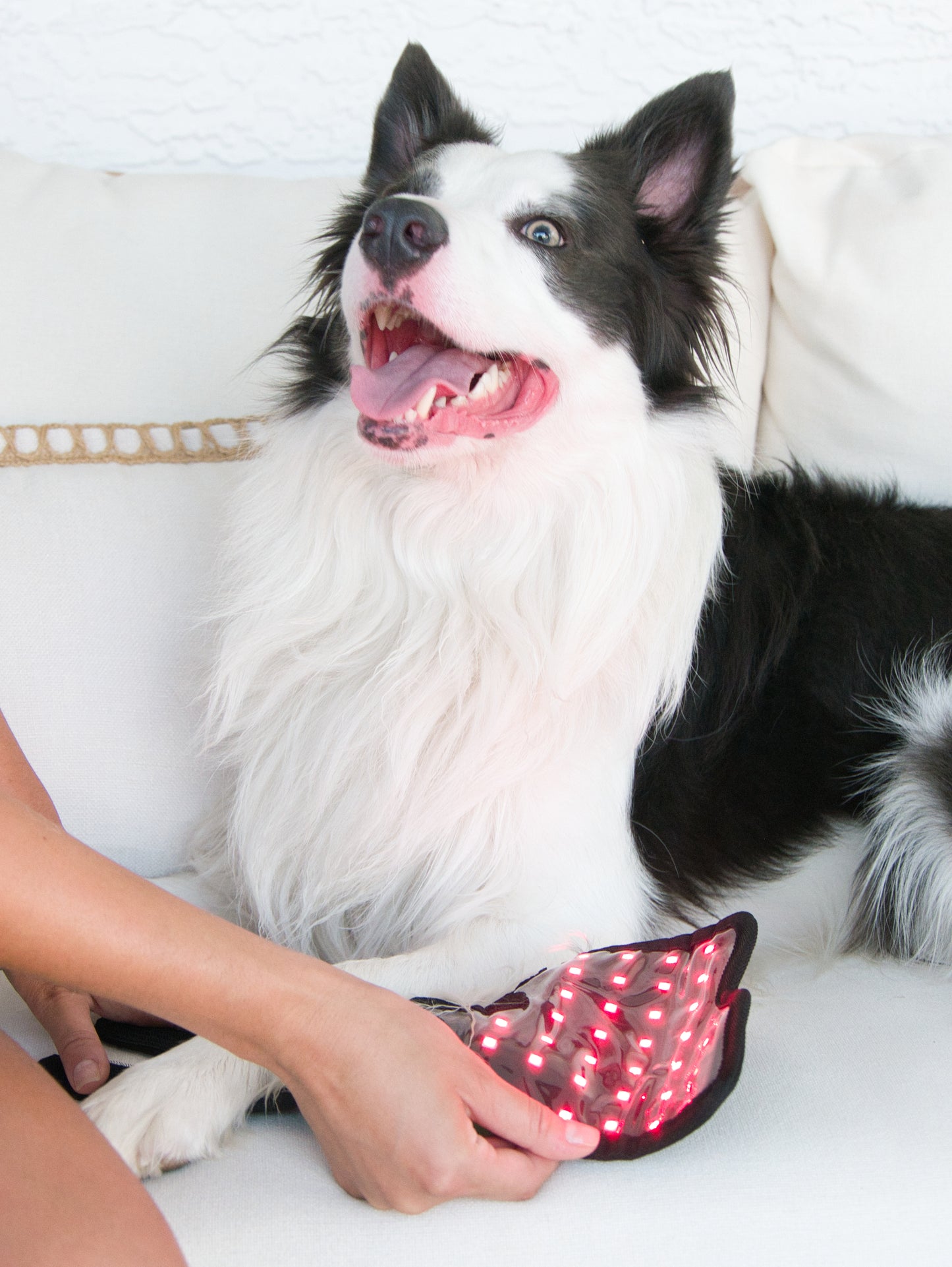 Pet owner applying Pet Wellness Therapy Belt with red light LEDs to dog's leg, promoting healing, circulation, and energy boost naturally.