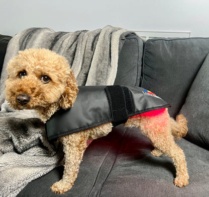 Small dog wearing Pet Red Light Therapy Belt on a couch. Compact design offers effective at-home light therapy for pets.