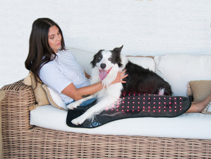 Pet Red Light Therapy Belt used on a dog lying on owner's lap. Delivers soothing red light therapy for joint and muscle relief.