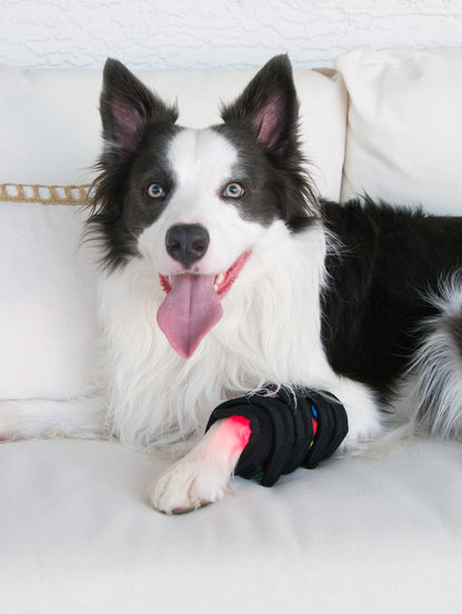 Dog wearing Pet Wellness Therapy Belt on front leg, showcasing red light therapy for pain relief and improved mobility on a white couch.